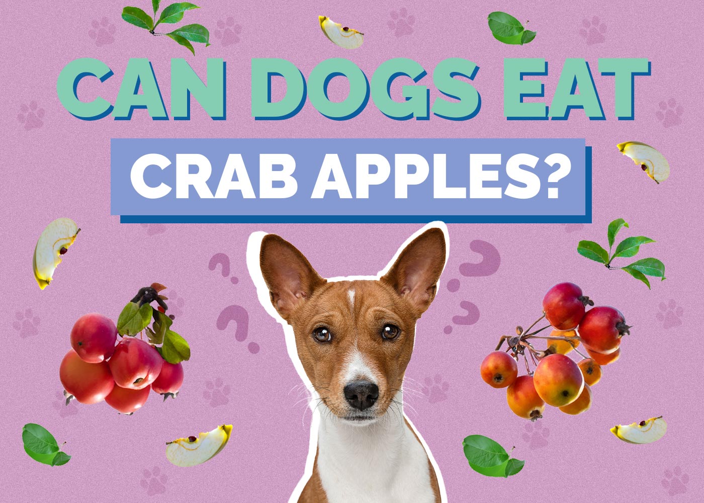 Can Dogs Eat Crab Apples? Health Concerns Explained (Vet Answer)