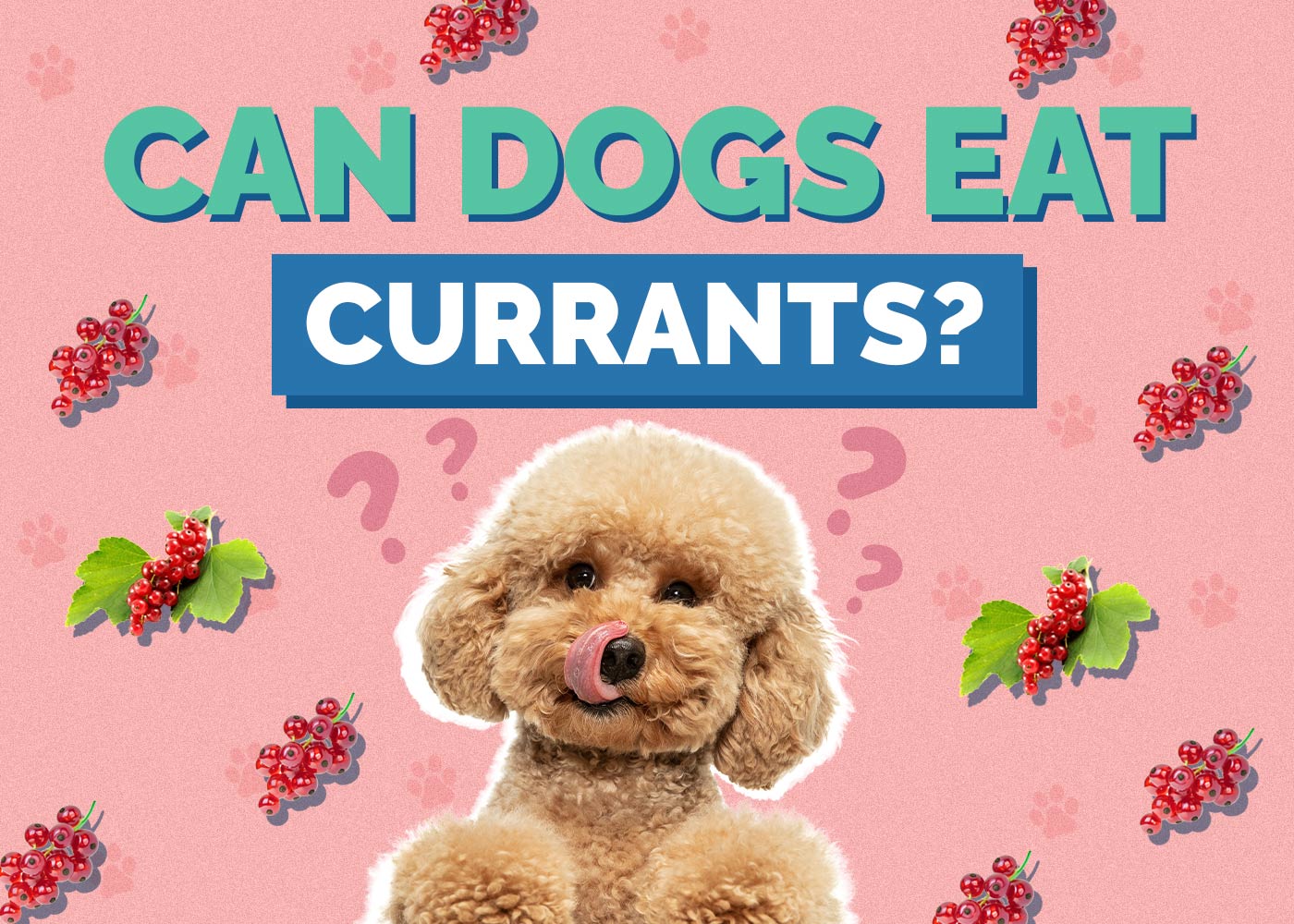 Can Dogs Eat Currants? Vet Reviewed Health Concerns & FAQ