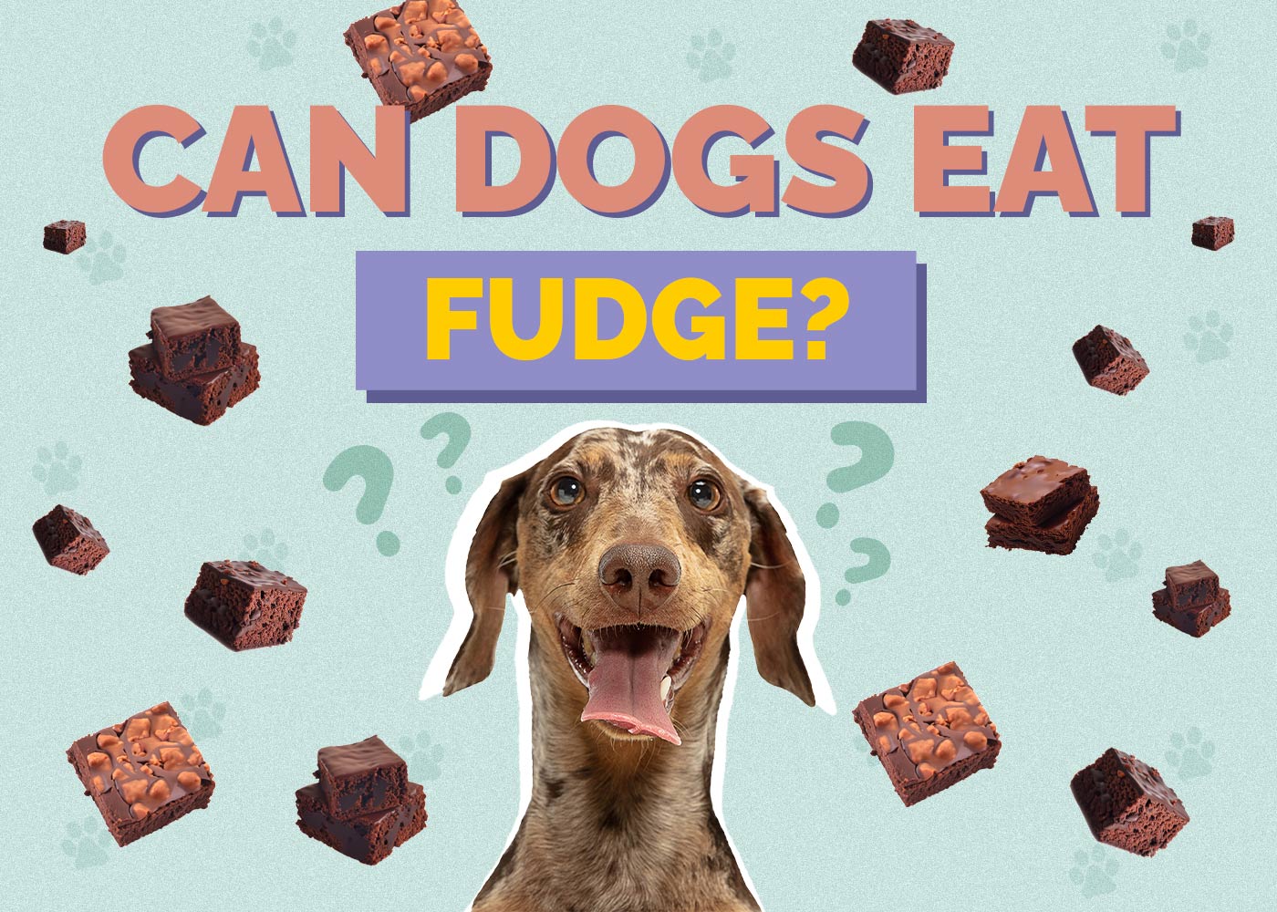 Can Dogs Eat Fudge? Vet-Reviewed Health Concerns