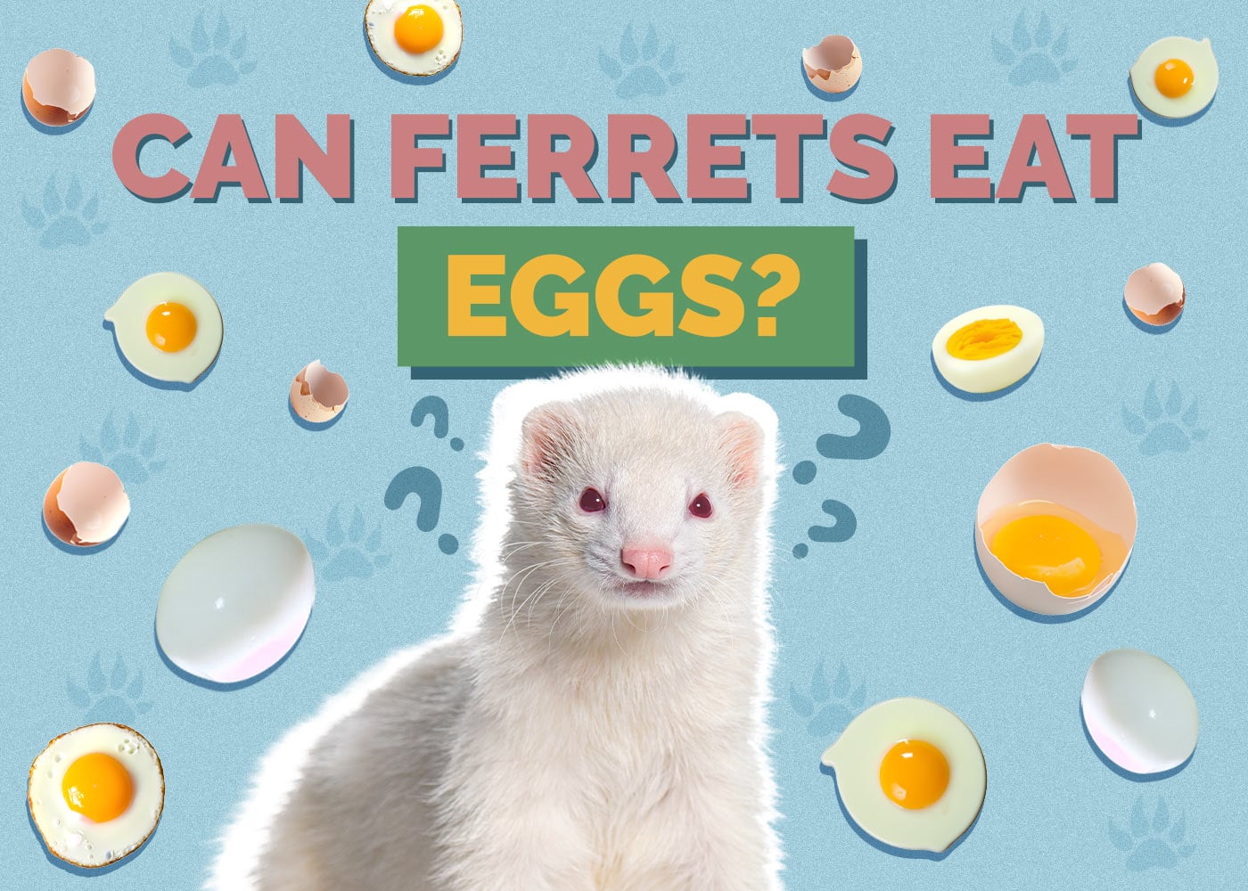 Can Ferrets Eat Eggs? Vet Approved Nutrition Facts & Feeding Tips