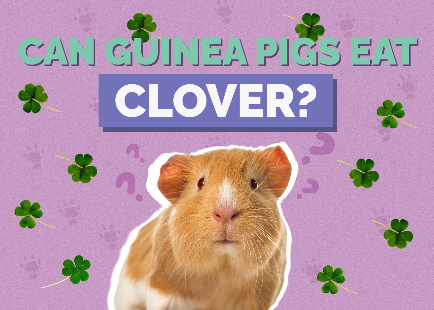 Can Guinea Pigs Eat Clover? Vet Reviewed Facts & Concerns
