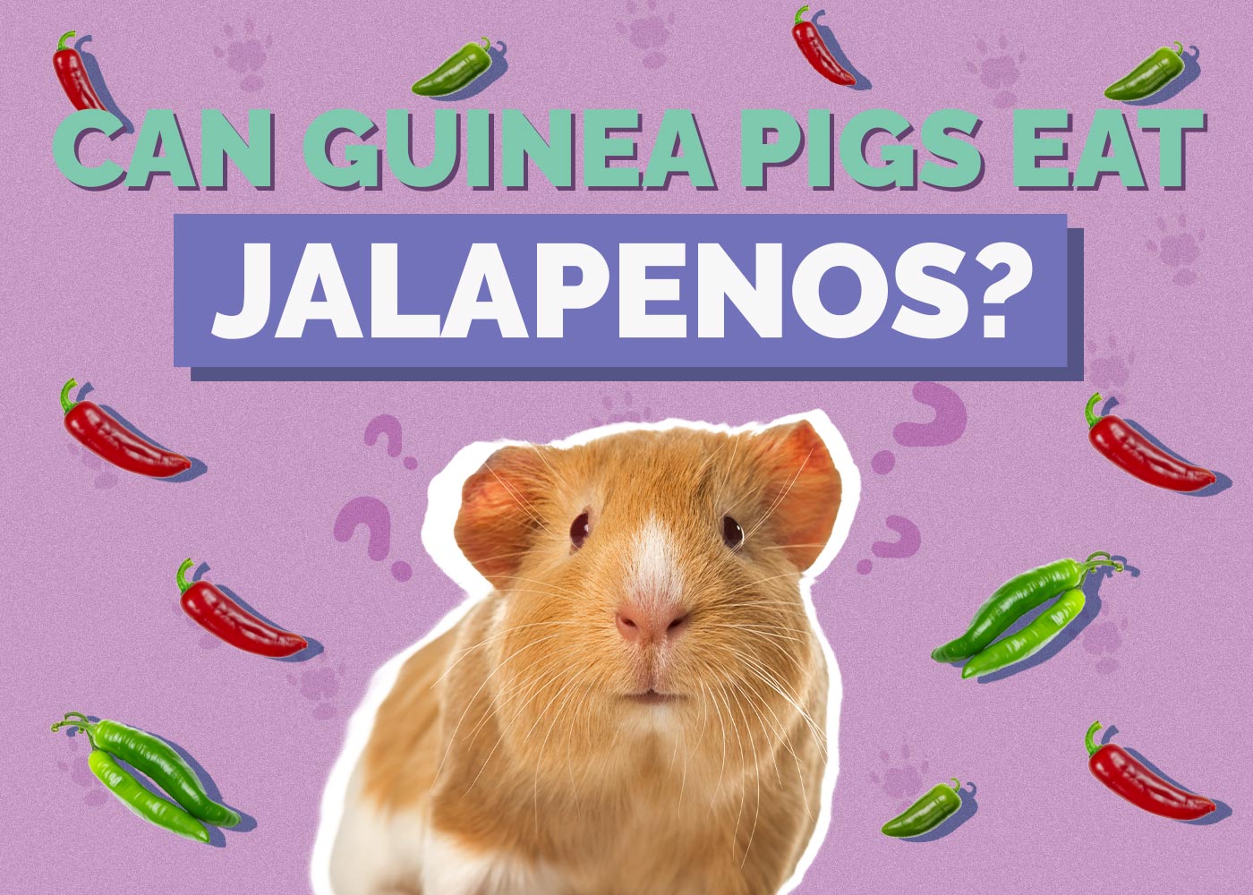 Can Guinea Pigs Eat Jalapenos? Vet-Reviewed Facts & Safety Guide