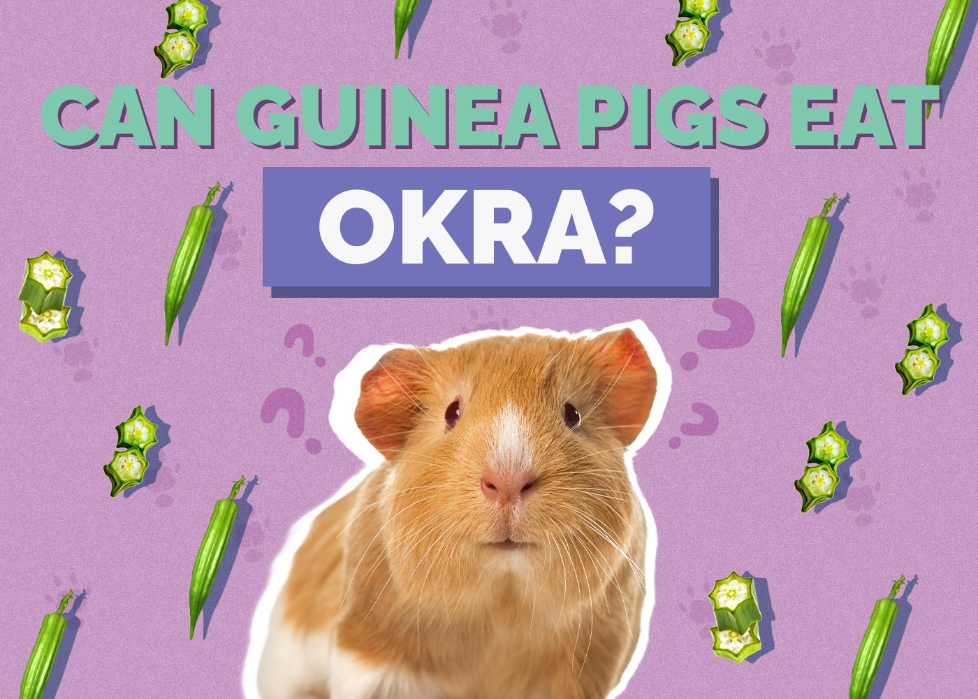 Can Guinea Pigs Eat Okra? Vet-Reviewed Facts & Safety Guide