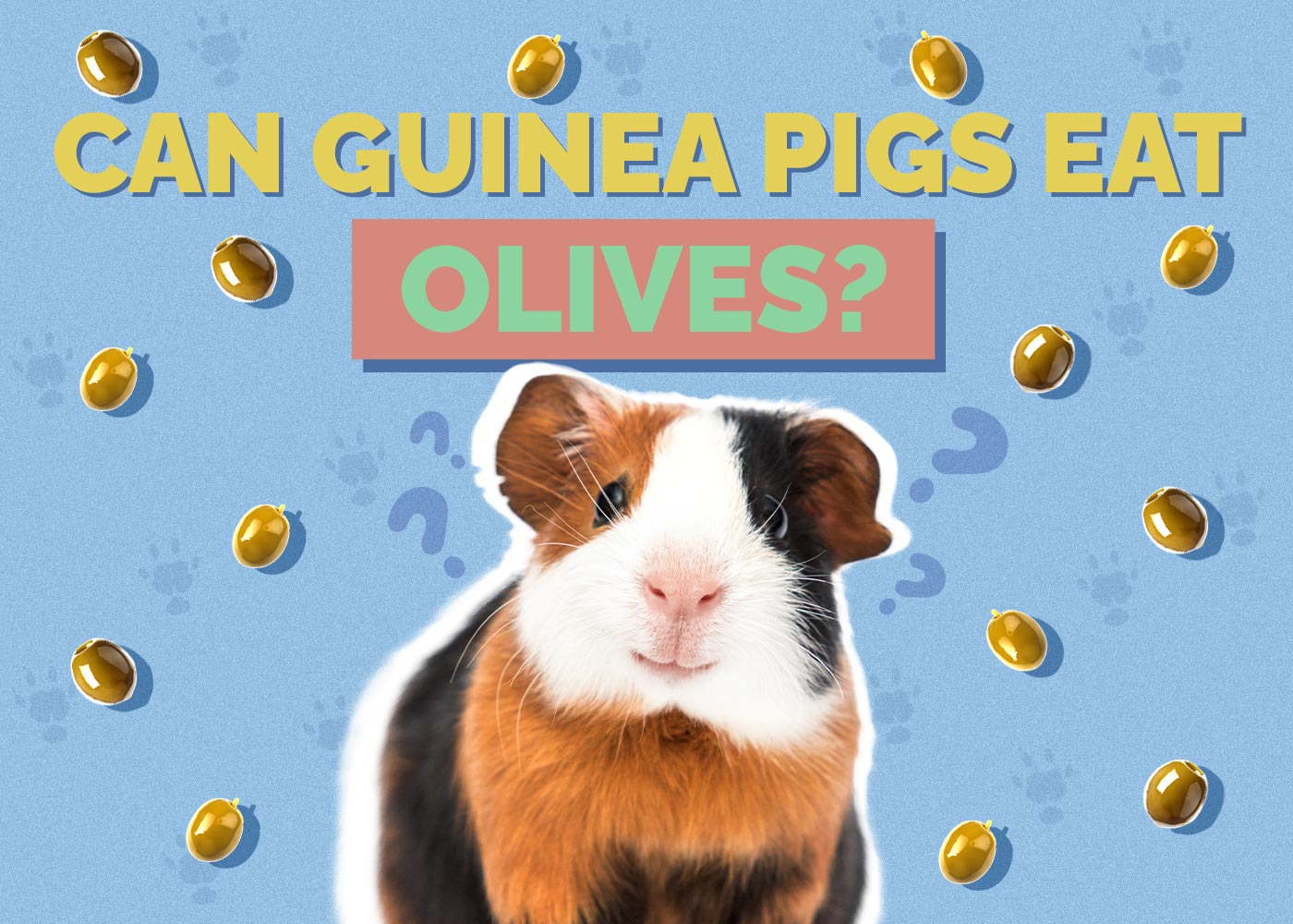 Can Guinea Pigs Eat Olives? Vet-Approved Facts & Safety Guide