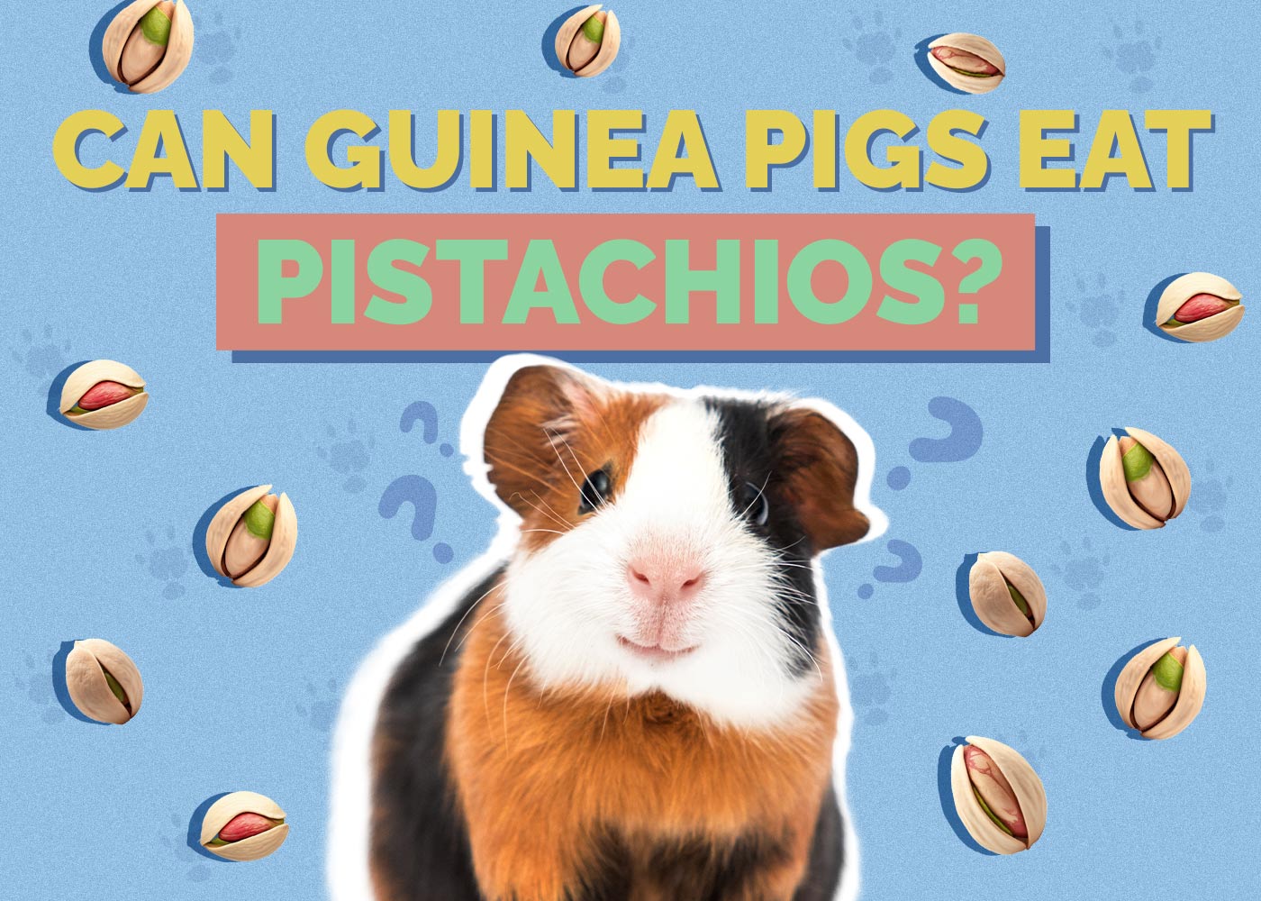 Can Guinea Pigs Eat Pistachios? Vet-Reviewed Facts & Safety Guide