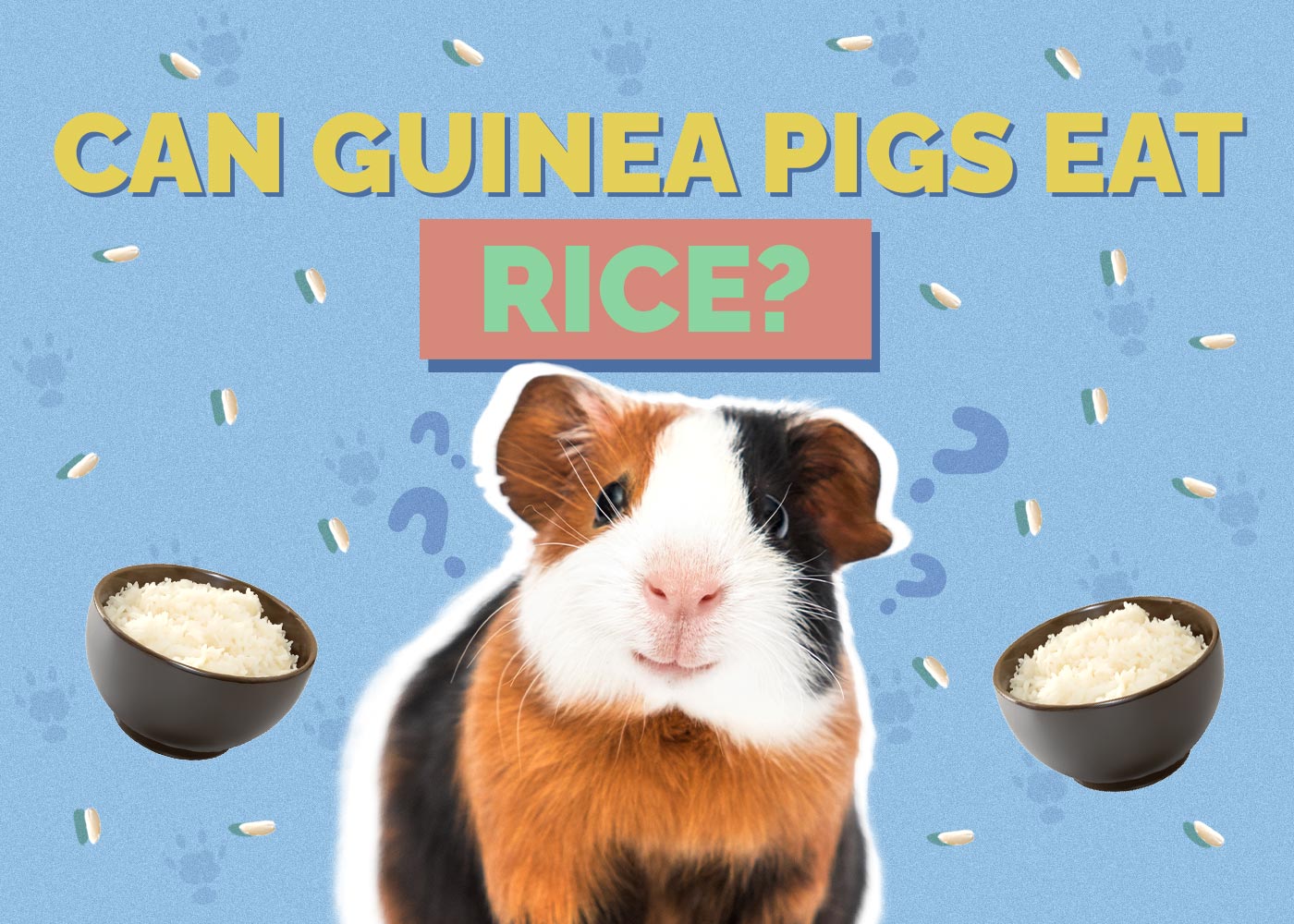 Can Guinea Pigs Eat Rice? Vet-Reviewed Facts & Safety Guide