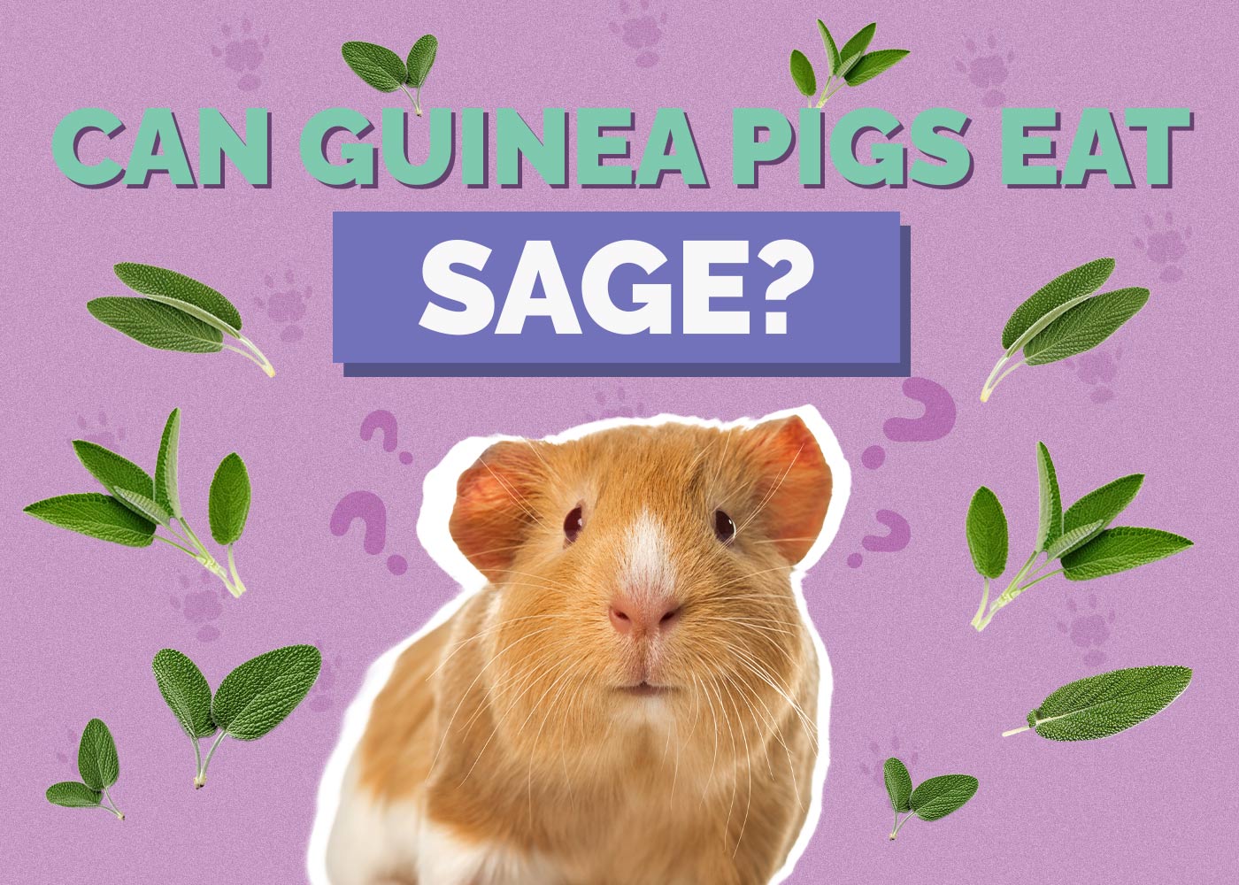 Can Guinea Pigs Eat Sage? Vet-Approved Facts & Safety Guide