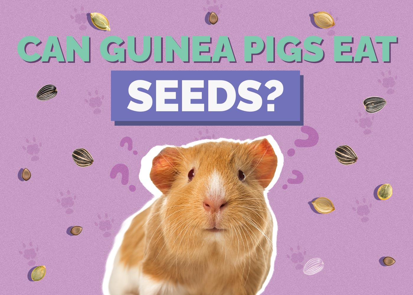 Can Guinea Pigs Eat Seeds? Vet-Reviewed Toxicity & Safety Guide