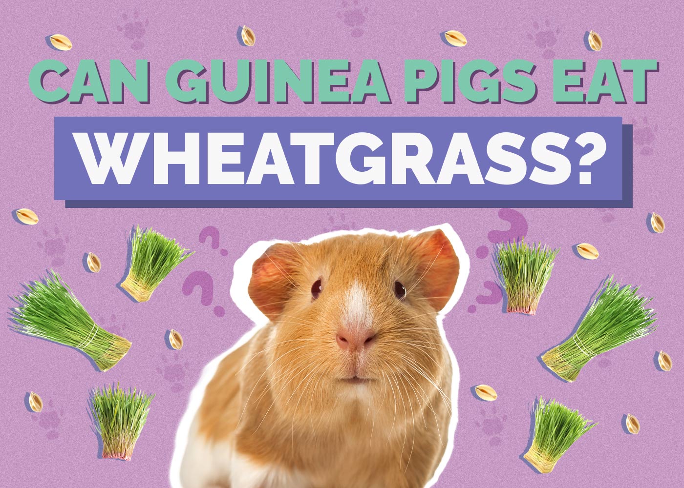 Can Guinea Pigs Eat Wheatgrass? Vet-Reviewed Facts & Safety Guide