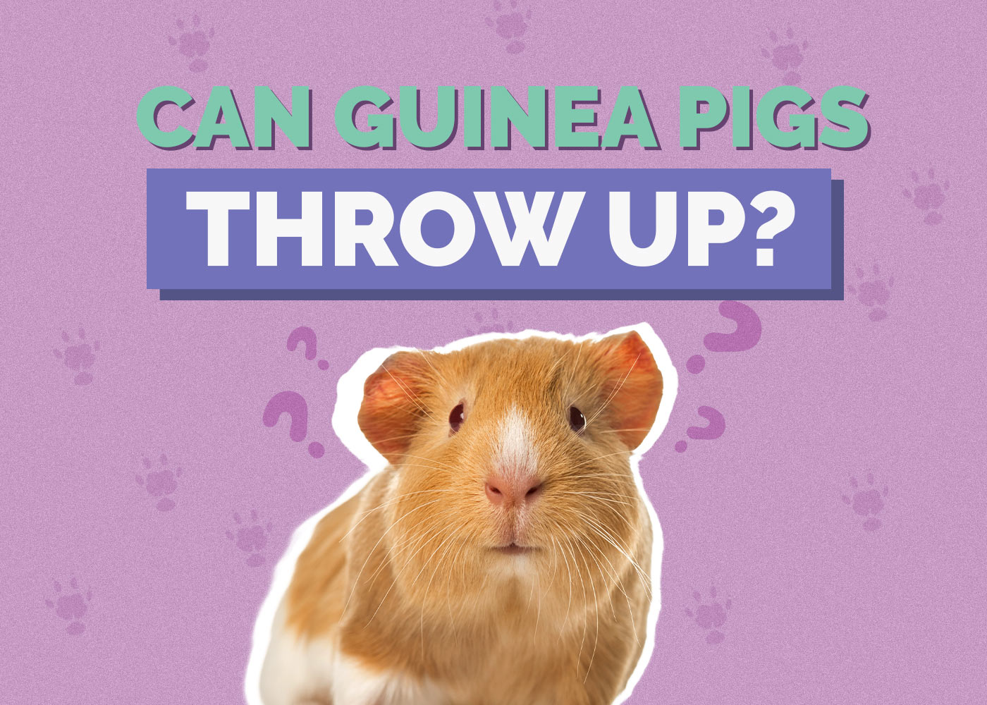 Can Guinea Pigs Throw Up? Vet Approved Facts & FAQ