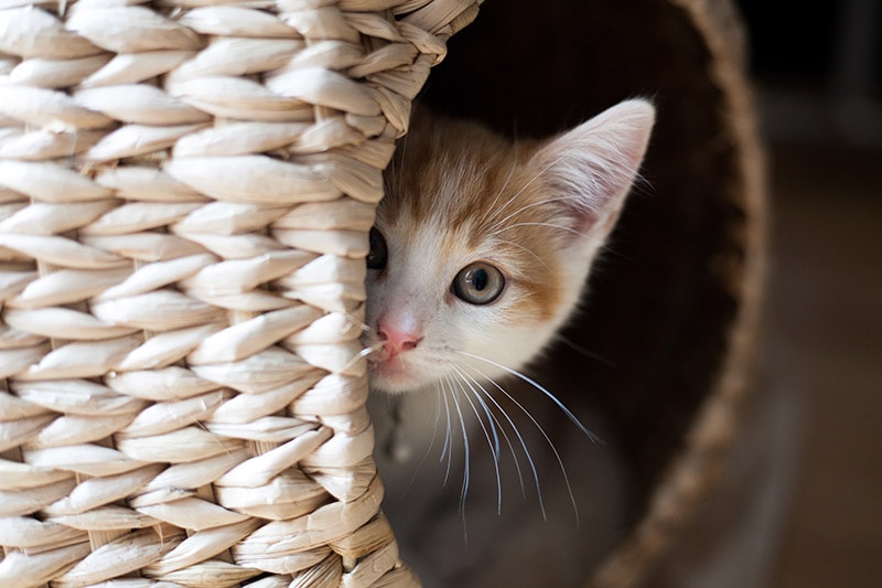My New Cat Is Hiding and Not Eating: Vet-Verified Explanation & Tips