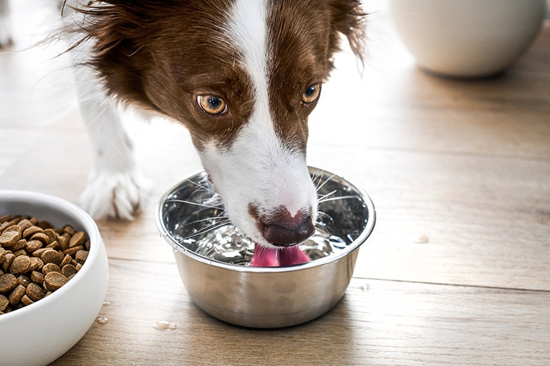 Why Is My Dog Drinking So Much Water? Vet-Reviewed Causes & Concerns