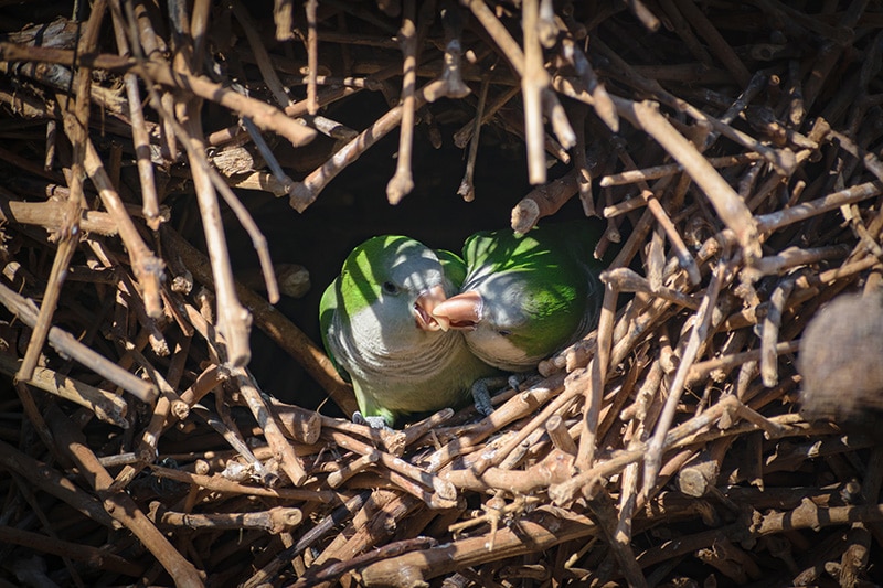 How to Make a Parakeet Nesting Box: 3 Vet-Verified Methods You Can Make Today