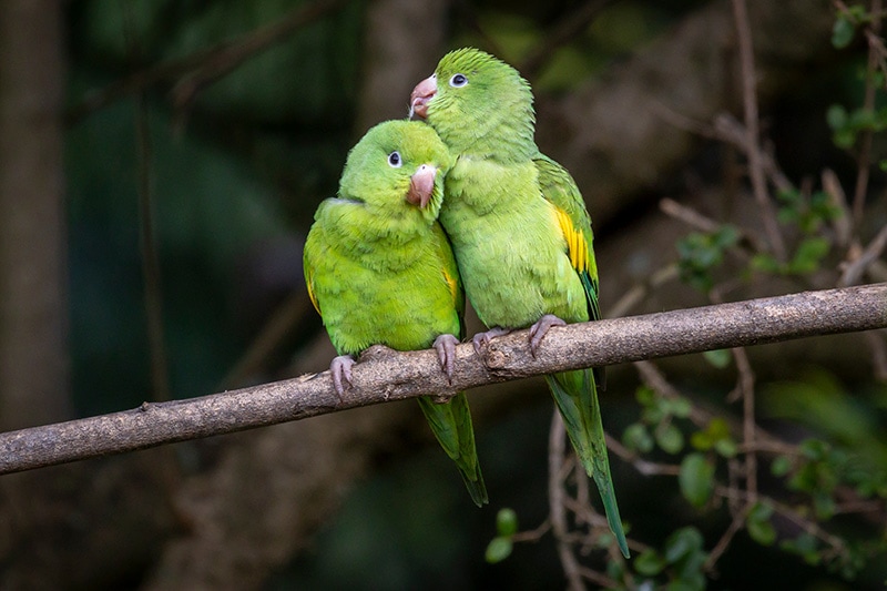 How Long Do Parakeets Live? Vet-Reviewed Average Lifespan, Data & Care
