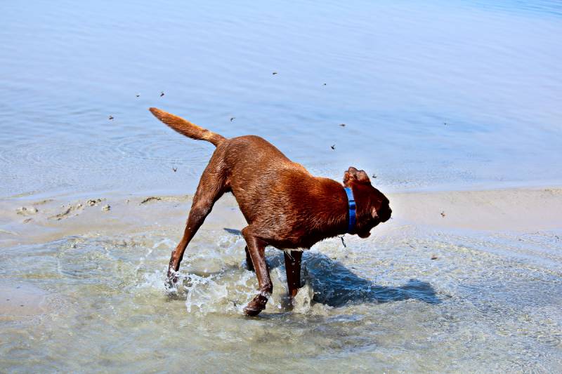 Black Fly Bites on Dogs: Our Vet Explains Signs, Treatment & Prevention