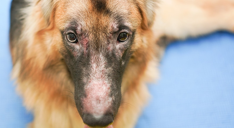 Rhinitis and Sinusitis in Dogs: Causes, Signs, and Treatments (Vet Answer)