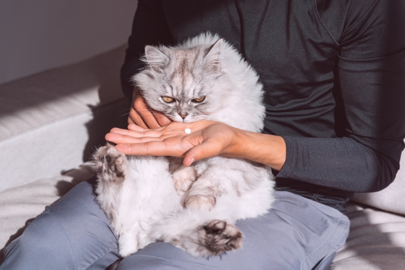 Zyrtec for Cats: Dosage and Uses (Vet Answer)