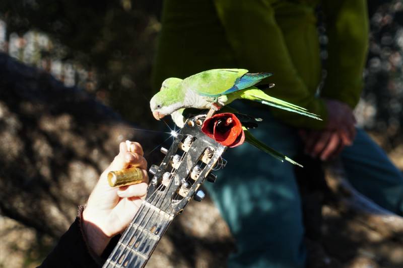 Do Parakeets Like Music? Vet Approved Facts & FAQ