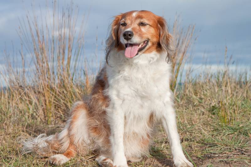 New Zealand Heading Dog Breed: Pictures, Info, Personality & More