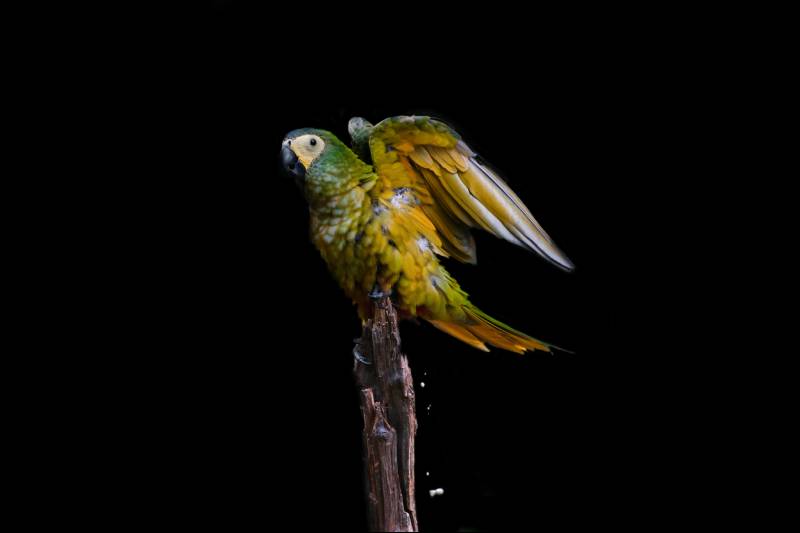 How Often Do Parrots Poop? Vet Reviewed Facts & FAQs
