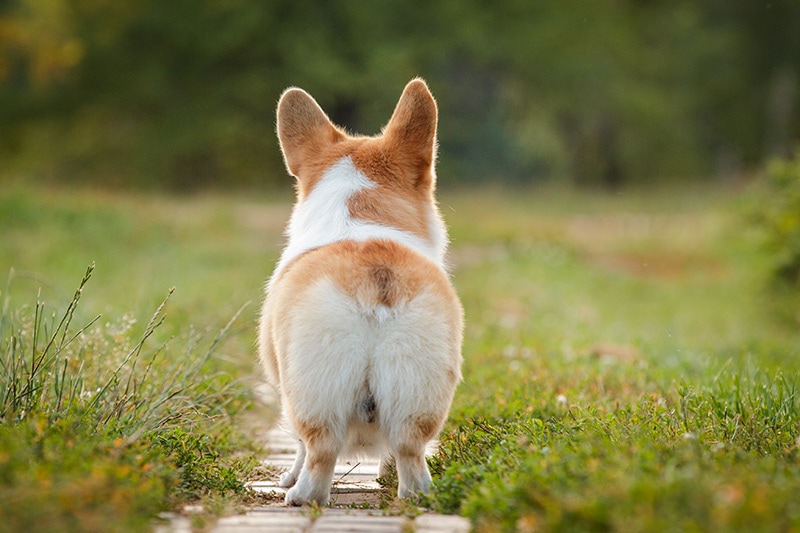 Why Do Dogs Fart? Normal Digestion vs Possible Issues (Vet-Approved)