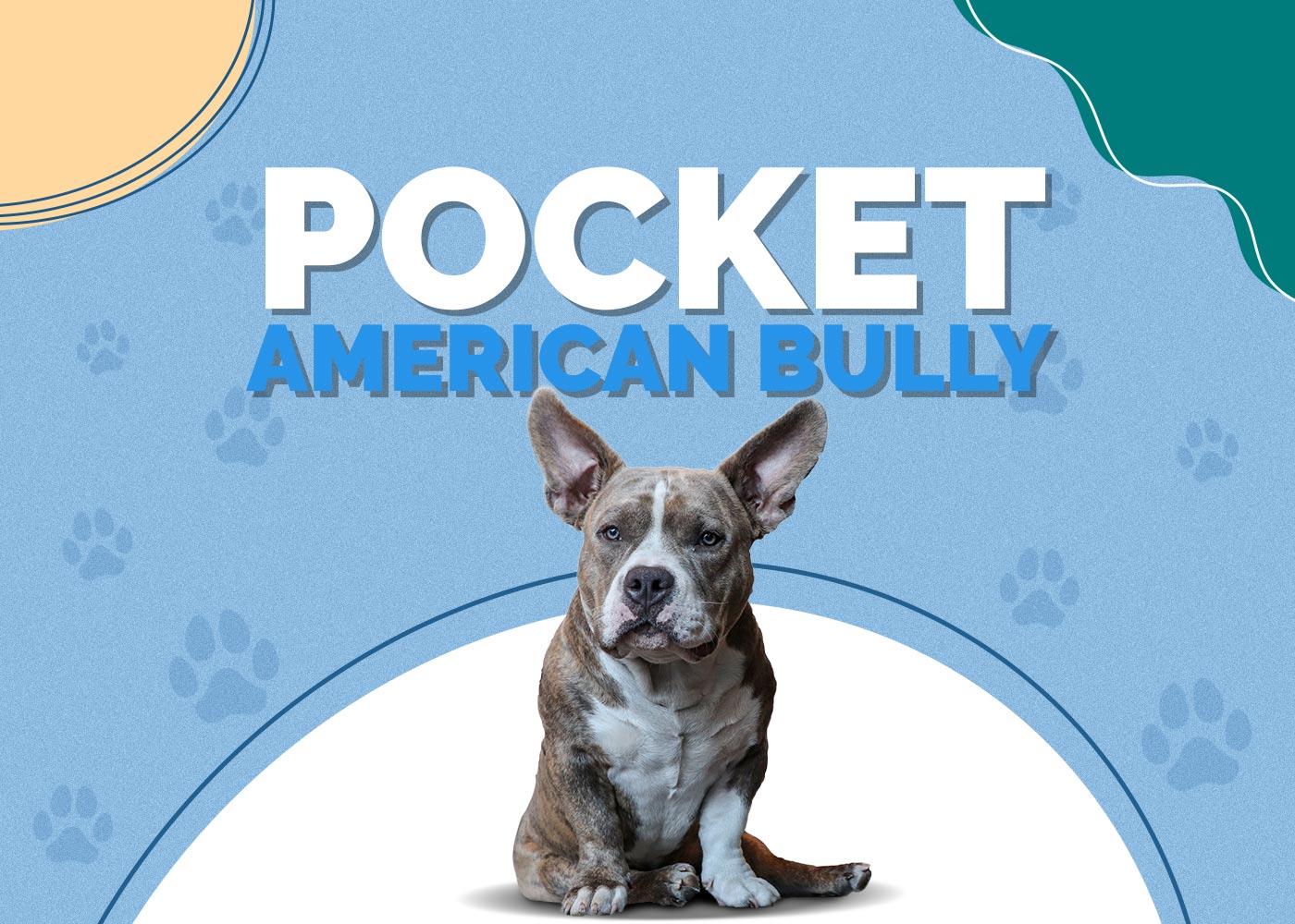 Pocket American Bully: Info, Pictures & Traits (With Pictures)