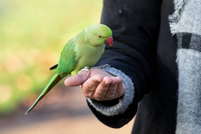 ring-necked parakeet eats while a man holds the food