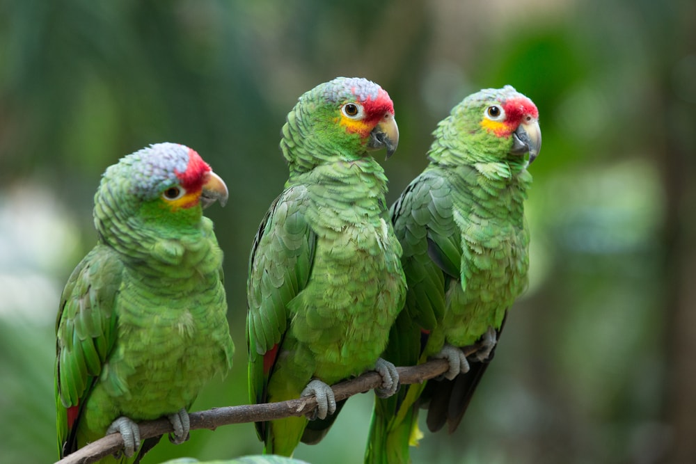 White-Fronted (White-Browed) Amazon Parrot: Info, Pictures, Personality, Food & Care Guide