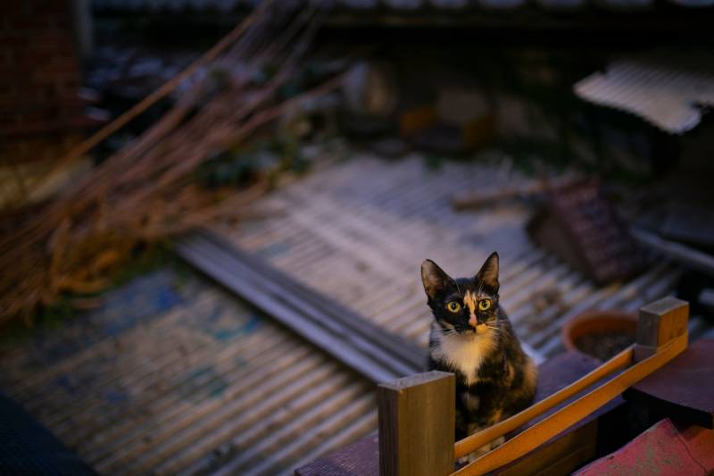 A Stray Cat Comes to My House Every Night: What to Do (Vet Approved)