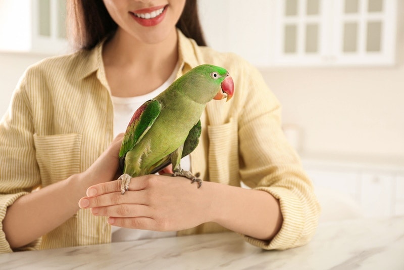 Do Parakeets Like to Be Held? Vet-Approved Facts & Explanation
