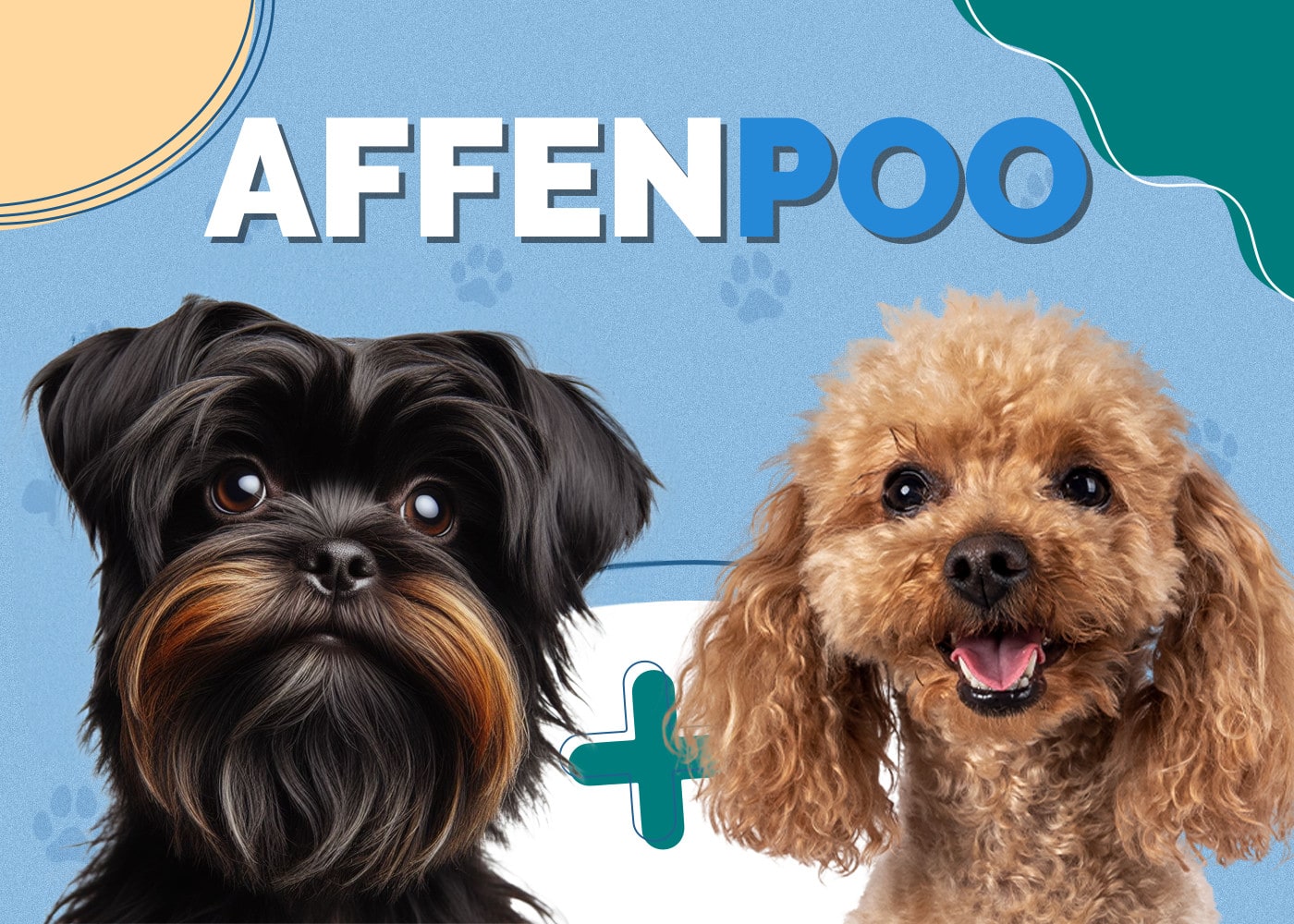 Affenpoo (Affenpinscher & Poodle Mix): Info, Pictures, Care & More