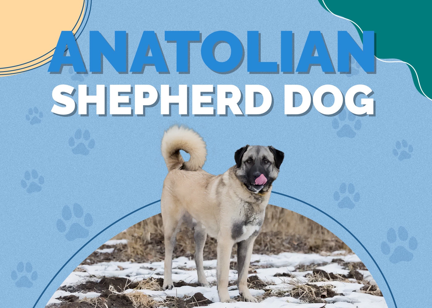 Anatolian Shepherd Dog: Info, Pictures, Traits & Facts