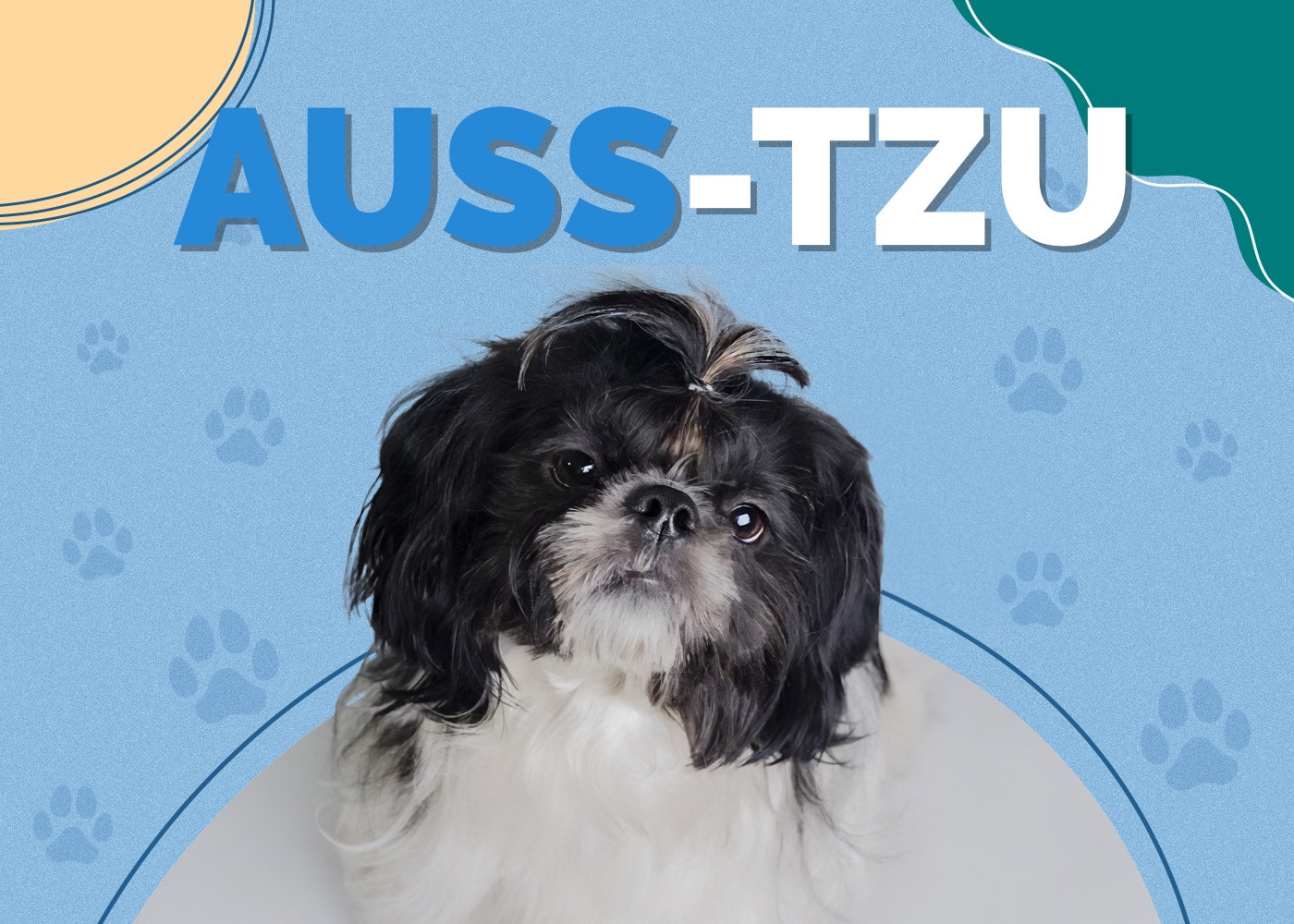 Auss-Tzu (Australian Shepherd & Shih-Tzu Mix) Info, Pictures, Care & More