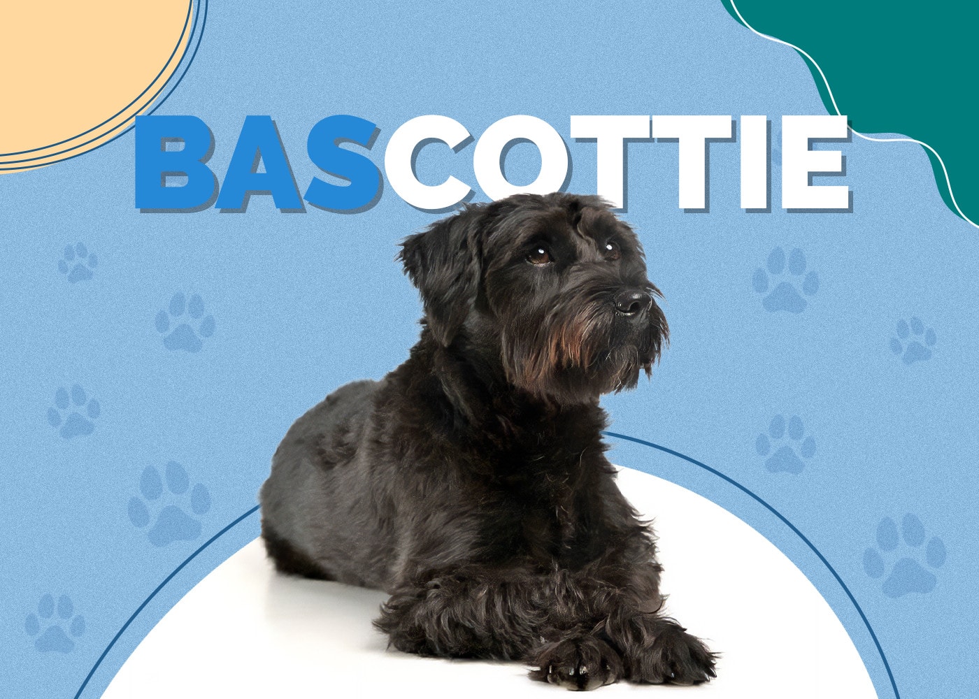 Bascottie (Basset Hound & Scottish Terrier Mix): Info, Pictures, Traits
