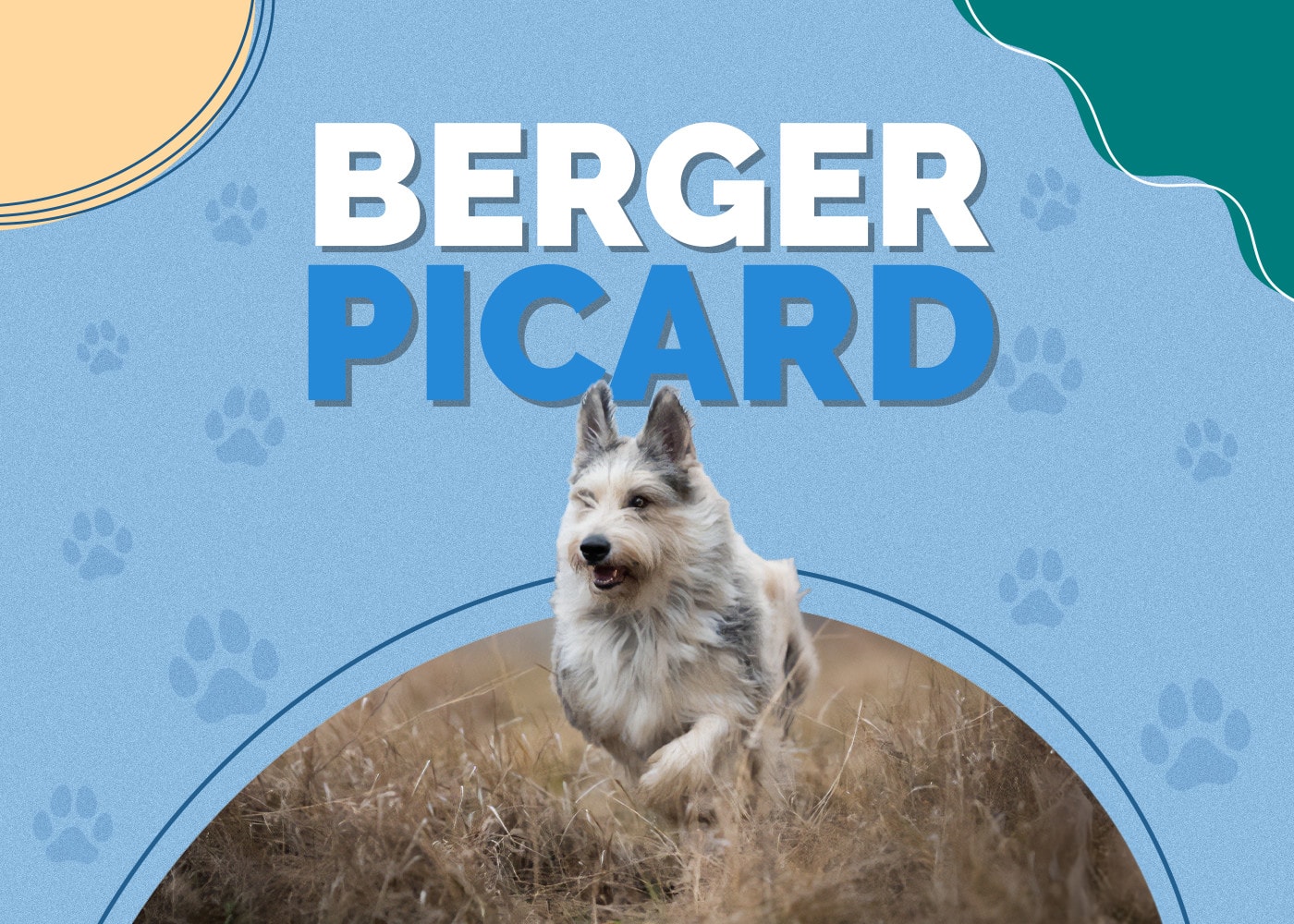 Berger Picard Dog Breed Info: Pictures, Facts, Puppies, Traits