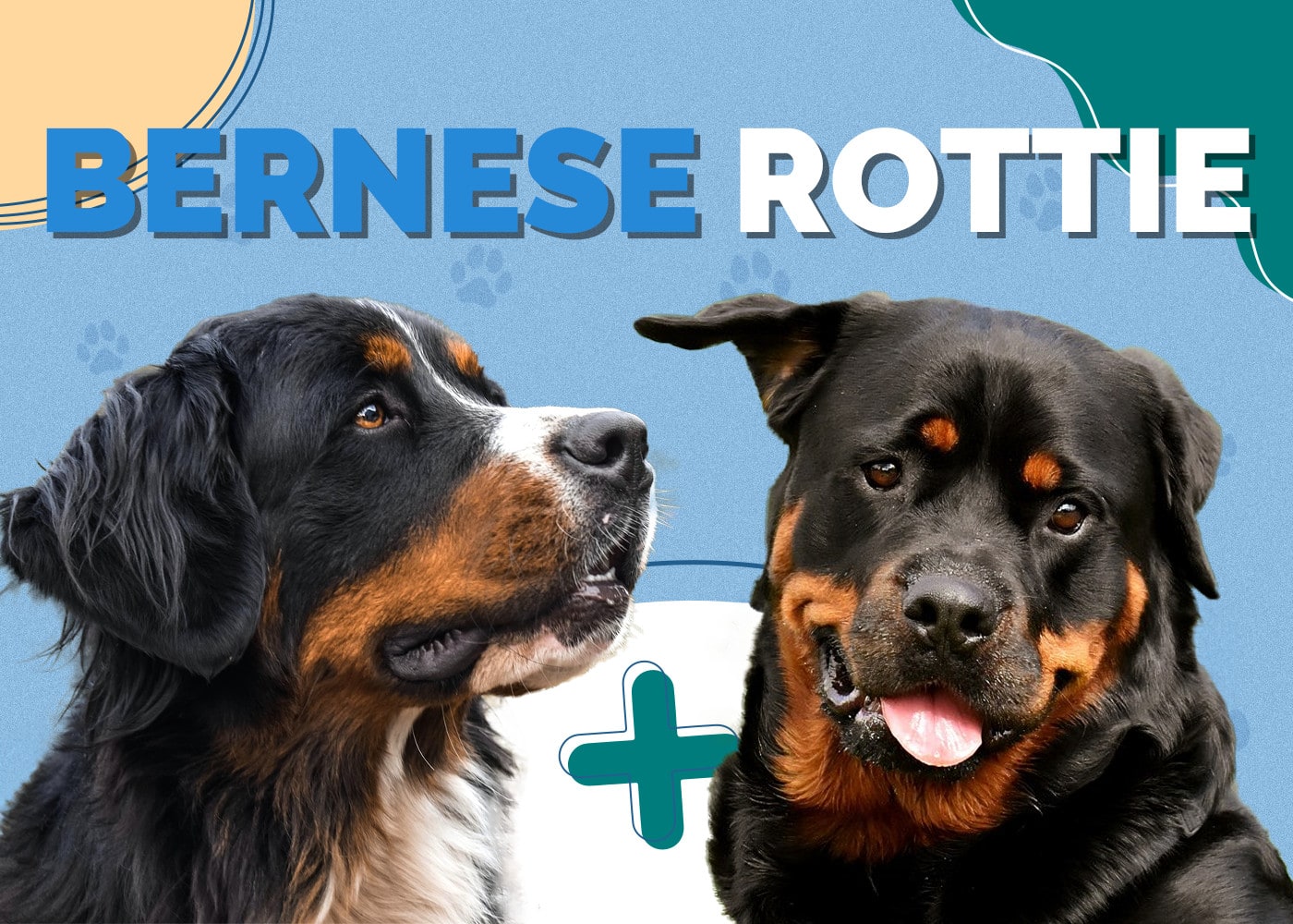Bernese Rottie (Bernese Mountain Dog & Rottweiler Mix): Info, Pictures & More