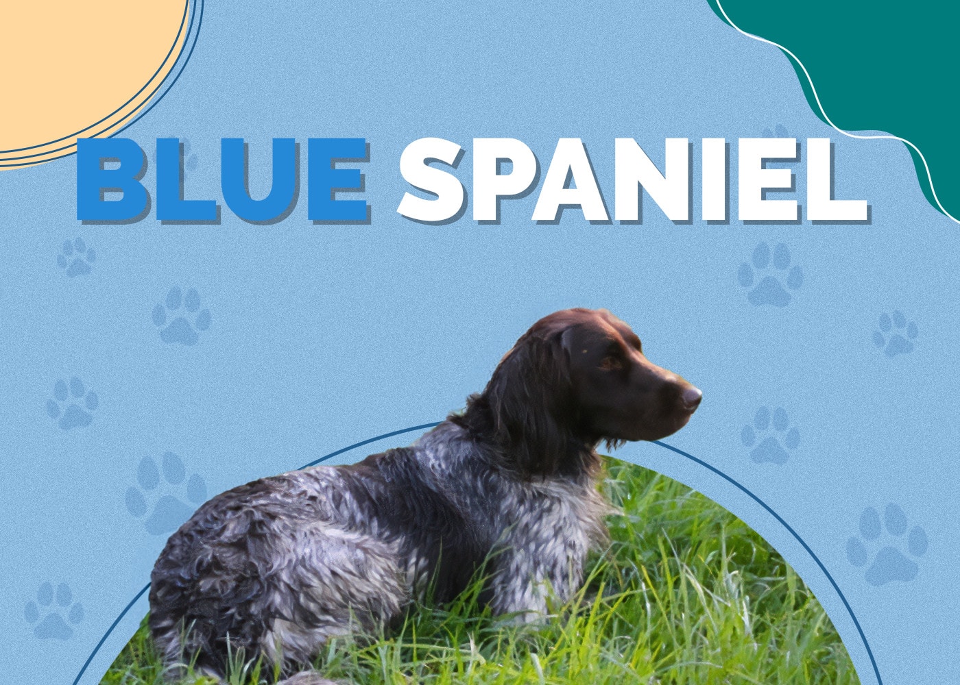 Blue Spaniel (Blue Heeler & Cocker Spaniel Mix): Info, Pictures, Traits