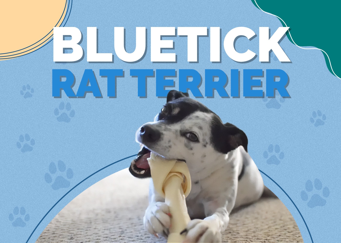 Bluetick Rat Terrier (Bluetick Coonhound & Rat Terrier Mix): Info, Pictures & More