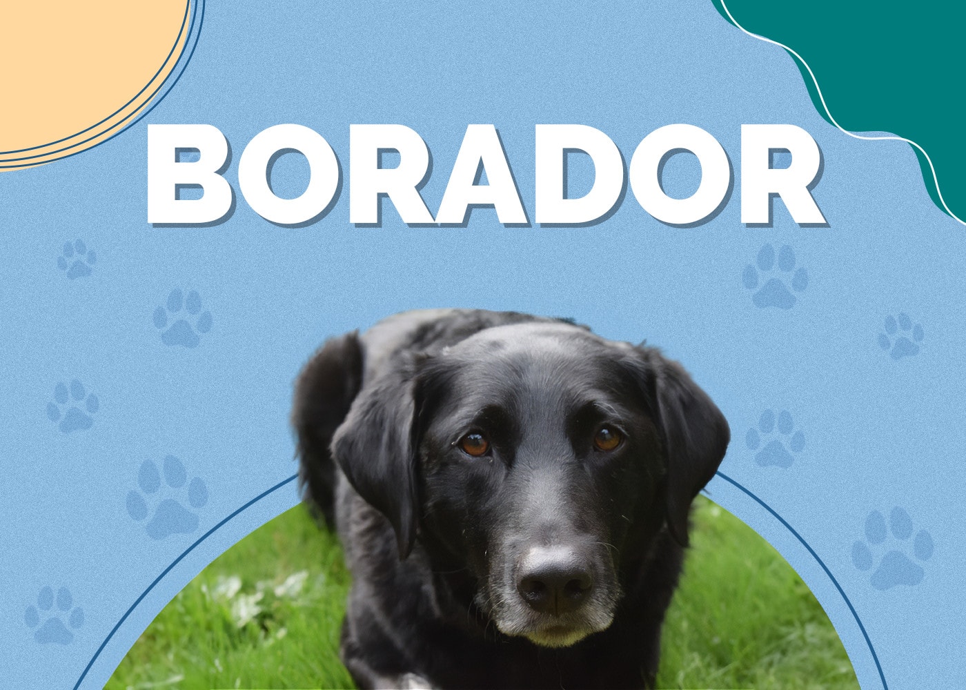 Borador (Border Collie & Lab Mix): Info, Pictures, Facts, Traits
