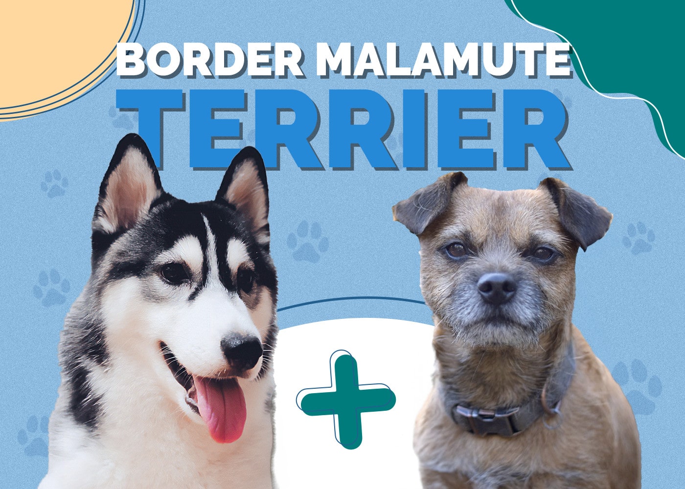Border Malamute Terrier | Dog Breed Info: Pictures, Traits & Facts
