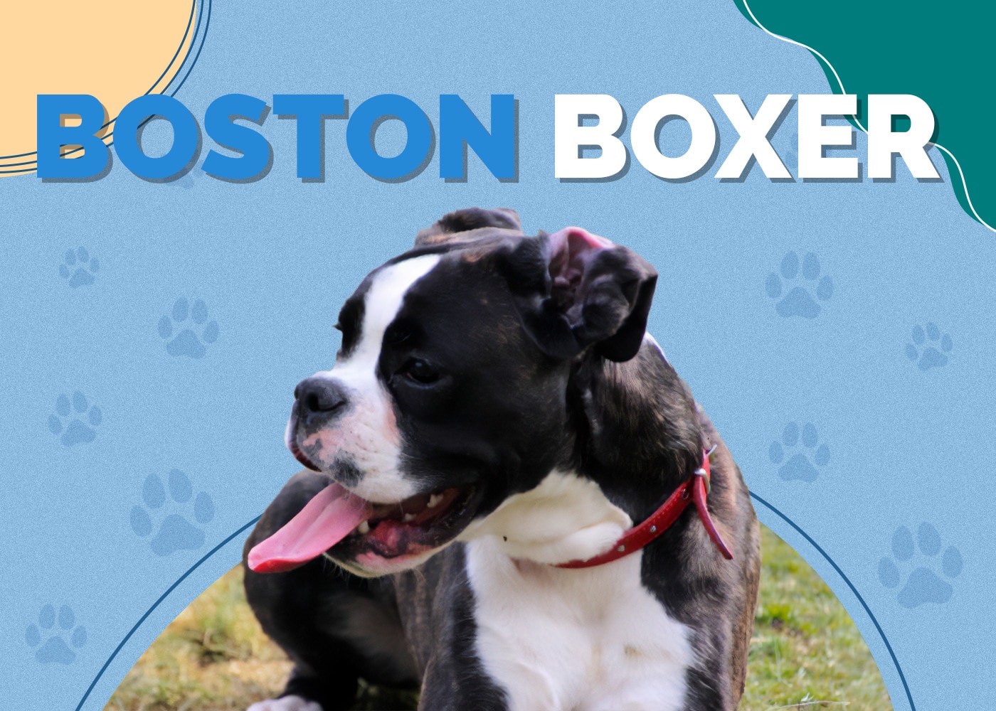 Boston Boxer (Boxer & Boston Terrier Mix) Info, Pictures, Care & More