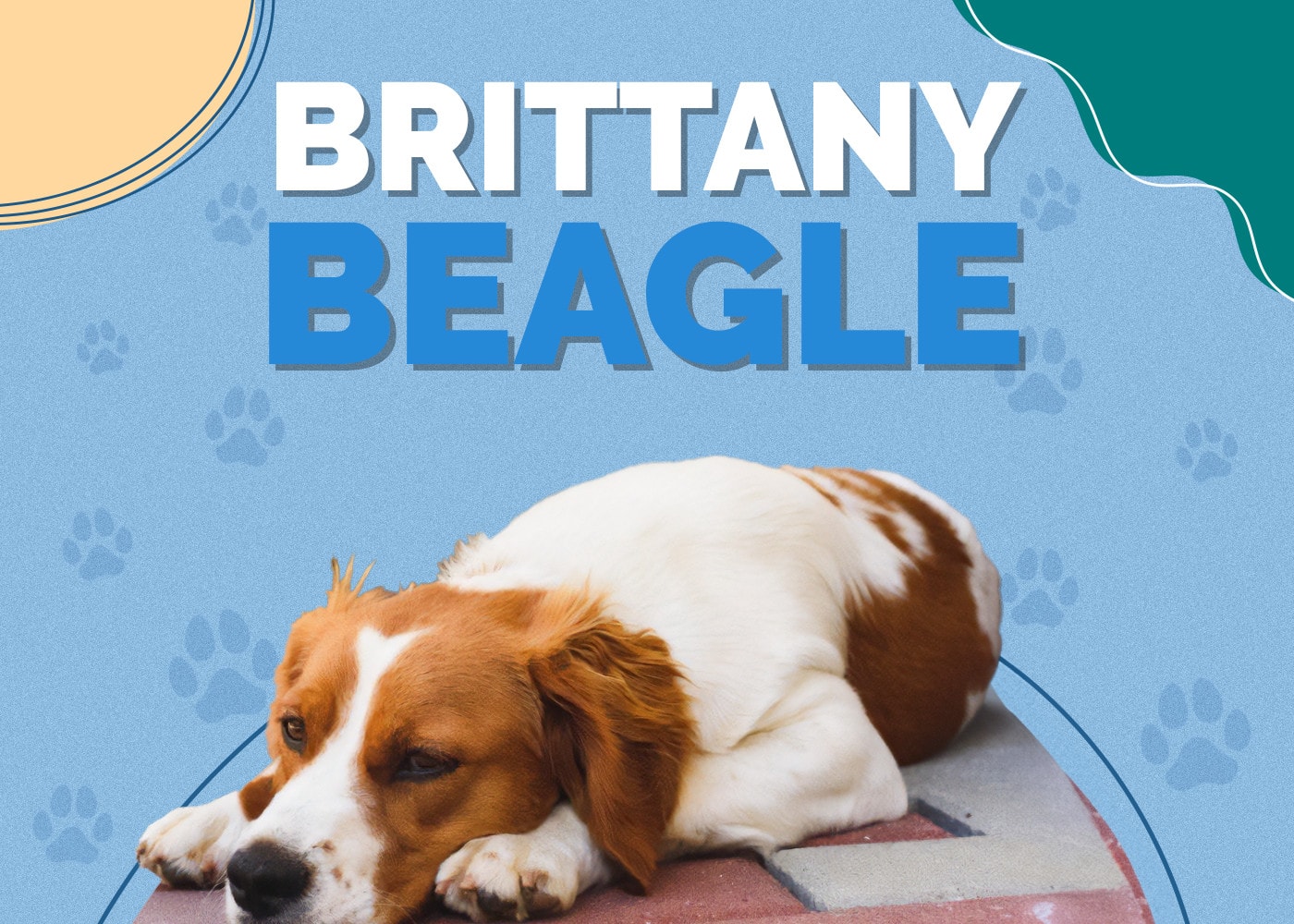Brittany Beagle (Brittany & Beagle Mix) Info, Pictures, Traits and Facts