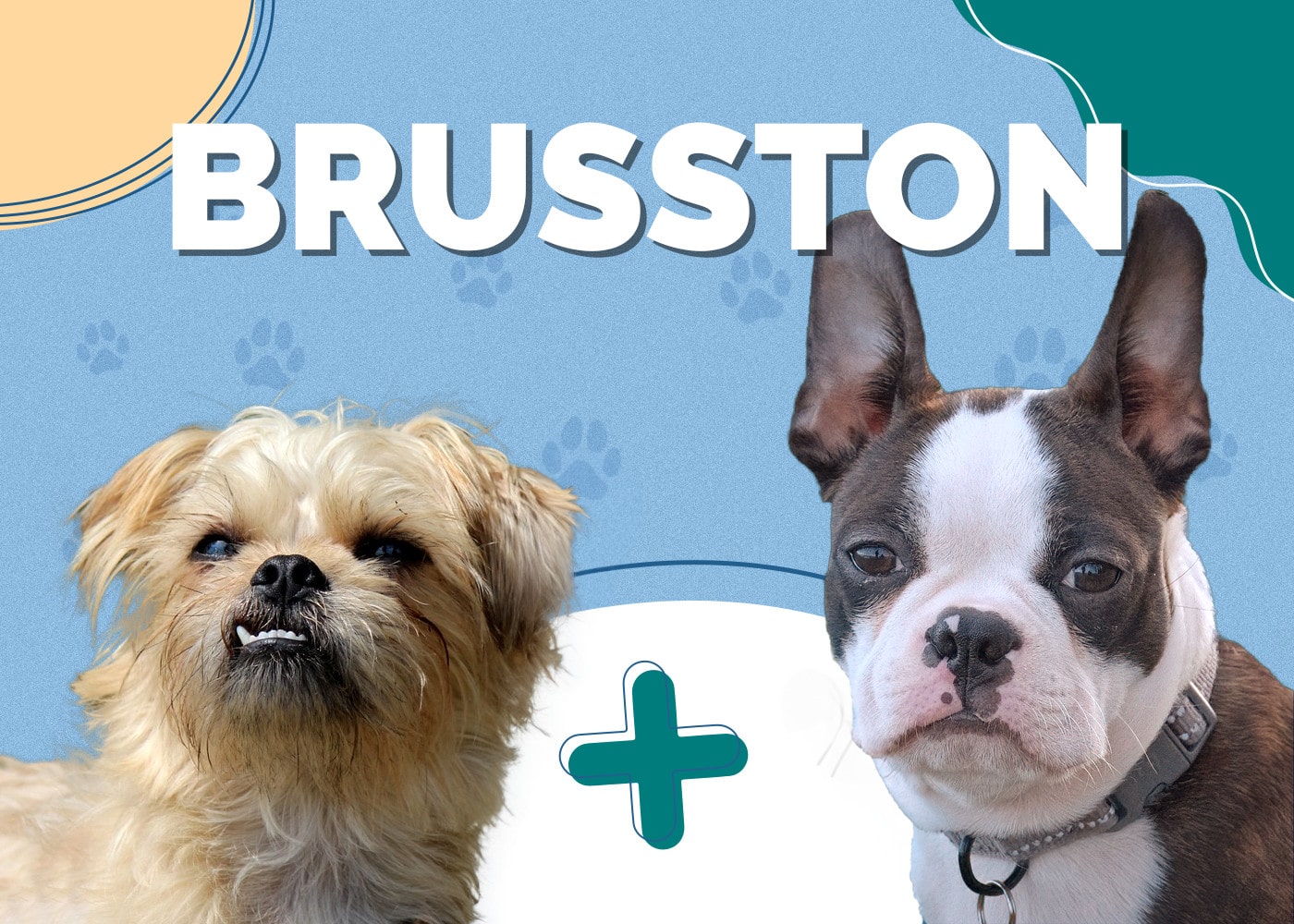 Brusston (Brussels Griffon & Boston Terrier Mix): Info, Pictures, Traits
