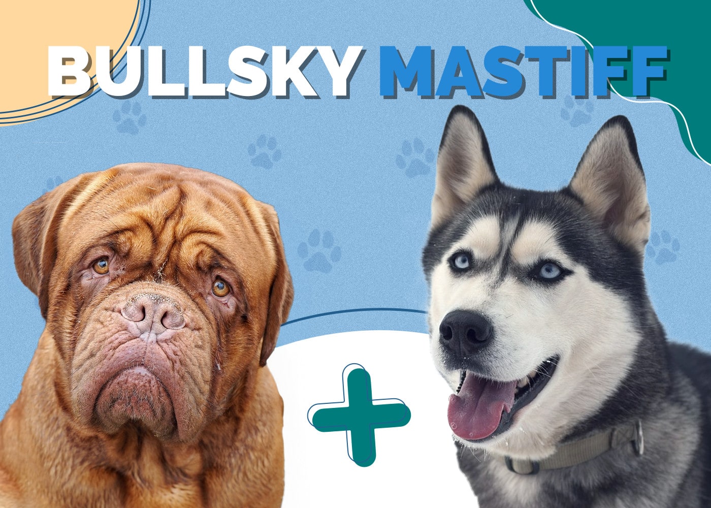 Bullsky Mastiff (Bullmastiff & Siberian Husky Mix): Info, Pictures & More