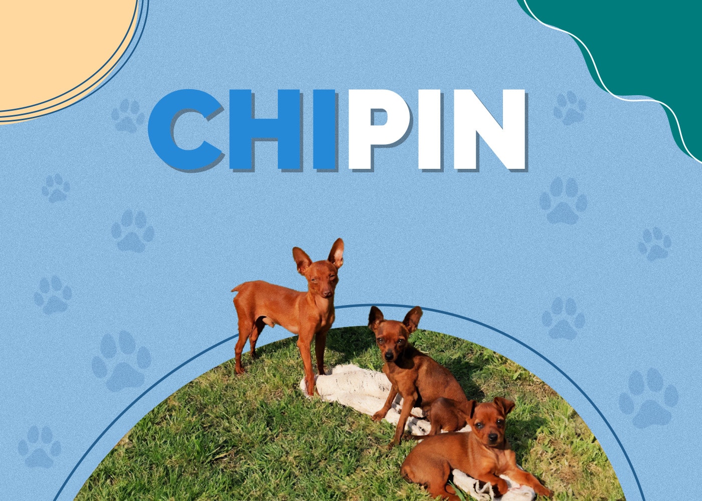 Chipin (Chihuahua & Miniature Pinscher Mix) Info, Pictures, Traits, & Facts