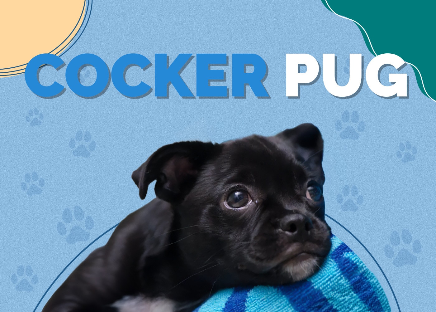 Cocker Pug (Cocker Spaniel & Pug Mix): Info, Pictures, Facts