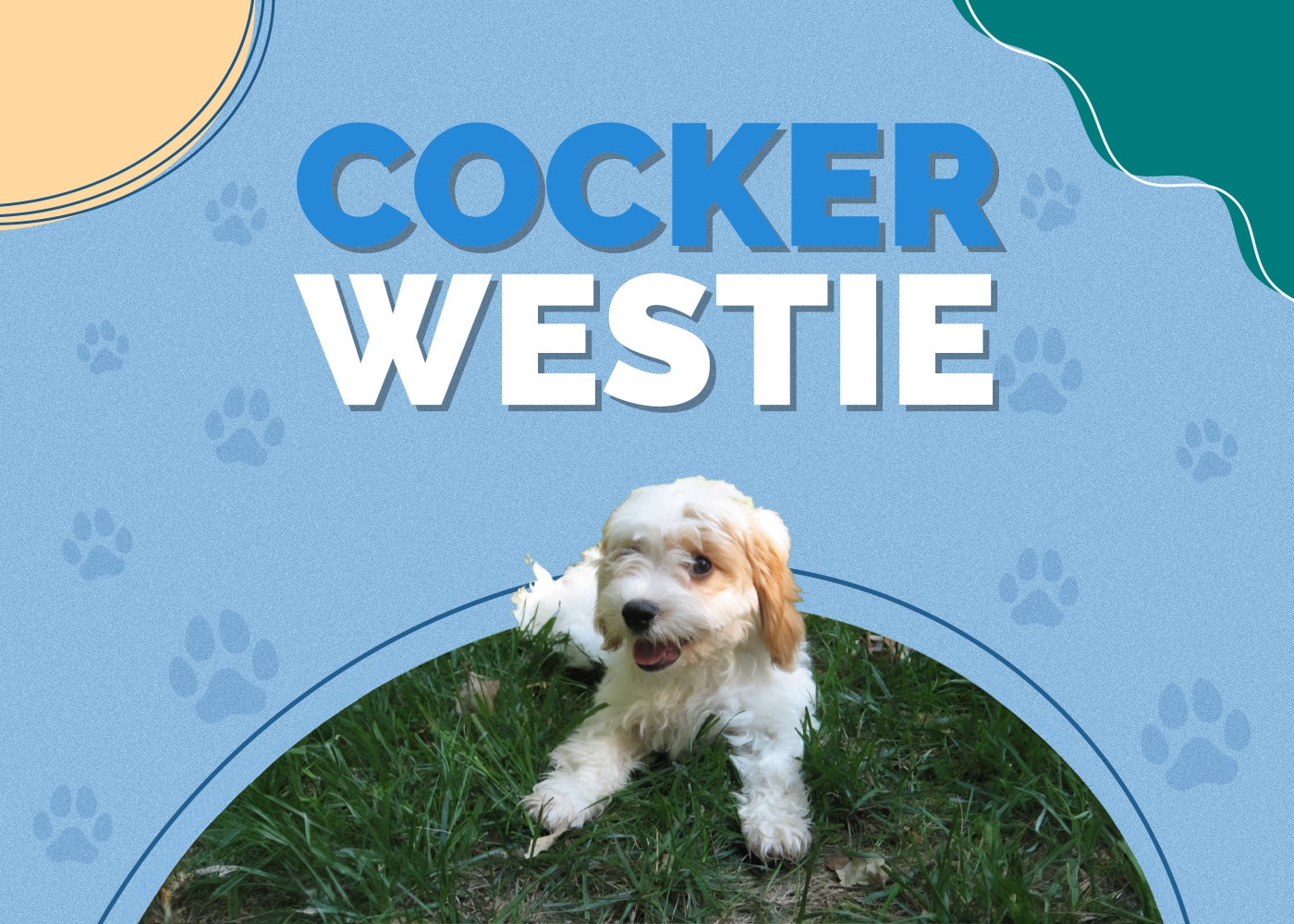 Cocker Westie (Cocker Spaniel & Westie Mix) Info, Pictures, Traits, Facts