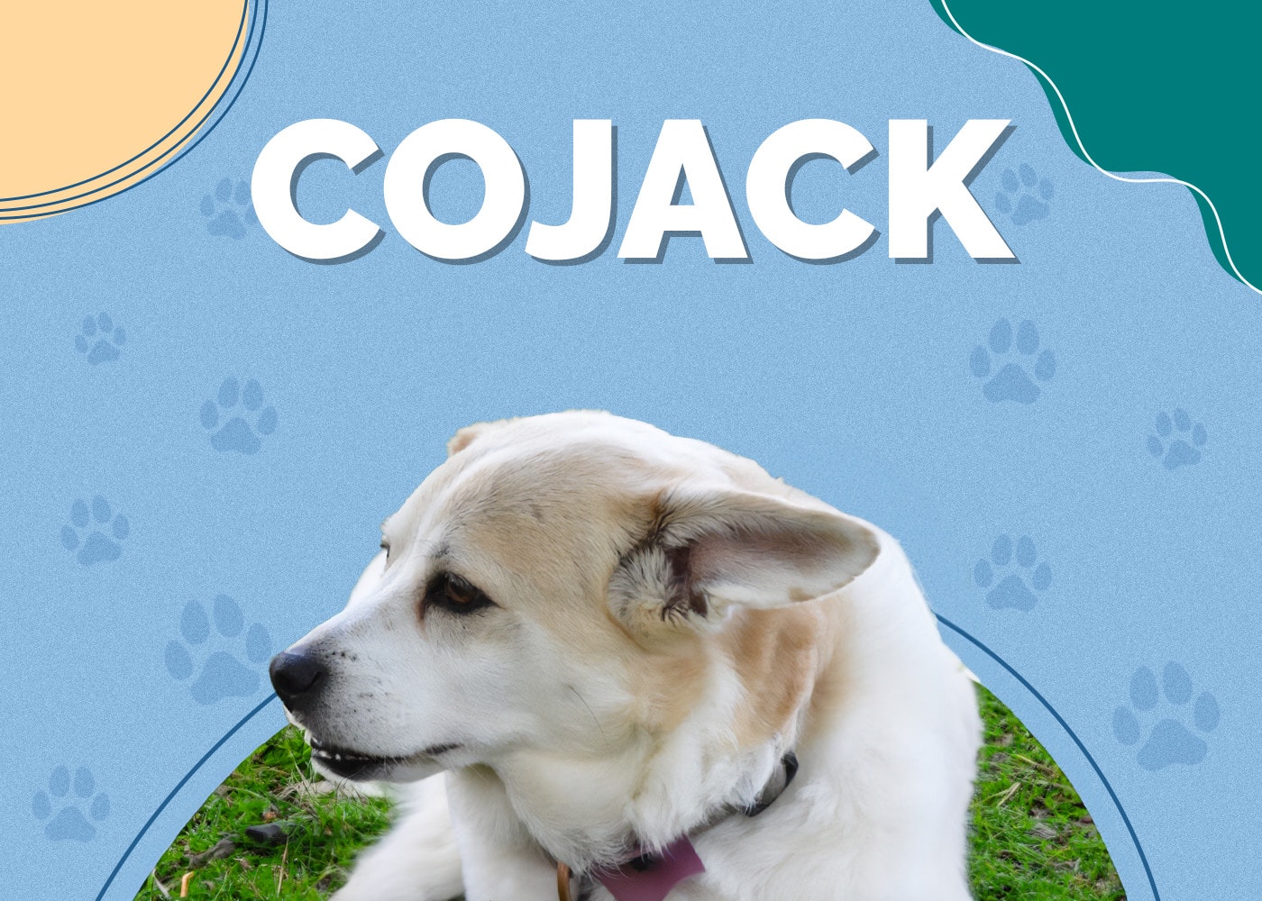 Cojack (Jack Russell Terrier & Pembroke Welsh Corgi Mix) Info, Pictures, Facts
