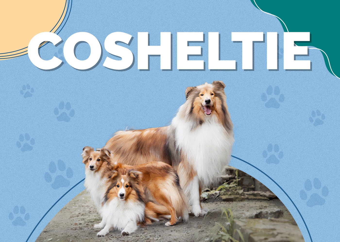 Cosheltie (Collie & Shetland Sheepdog Mix) - Info, Pictures, Traits