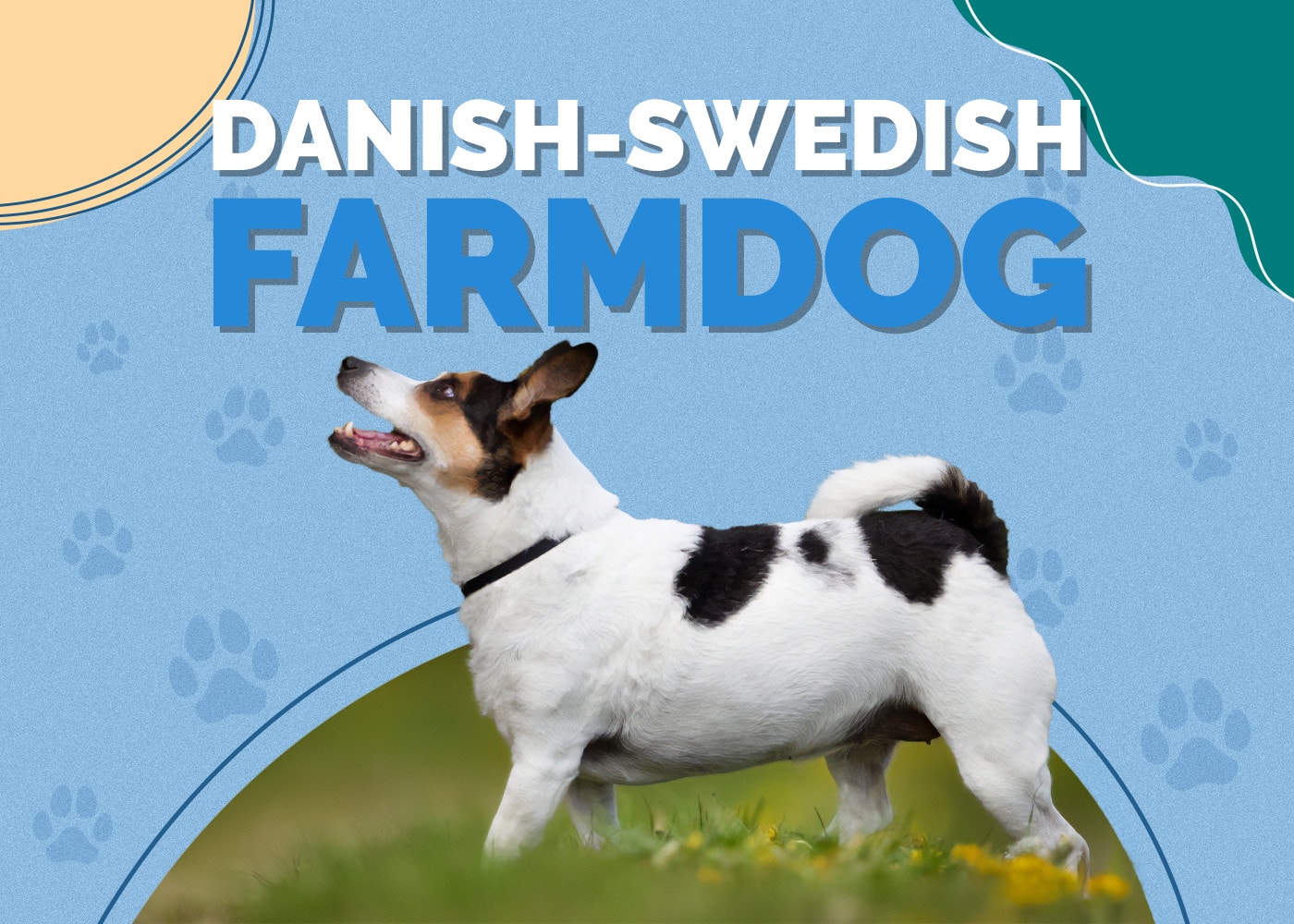 Danish-Swedish Farmdog Breed Info: Pictures, Traits & Facts